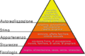 Piramide di Maslow: scopri la gerarchia dei bisogni umani